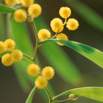 EBN07M Zig-zag wattle (Acacia macradenia), blooming